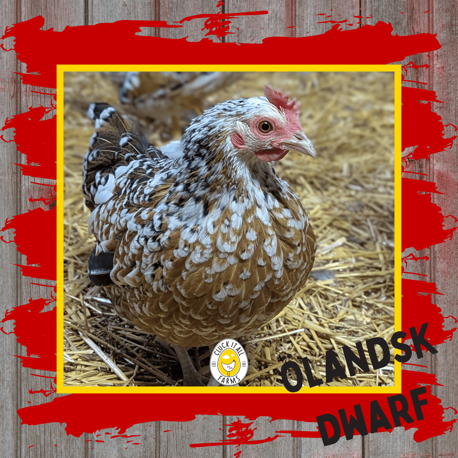 One Dozen Ölandsk Dwarf Chicken Hatching Eggs - Cluck It All Farms