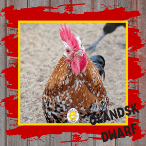 One Dozen Ölandsk Dwarf Chicken Hatching Eggs - Cluck It All Farms