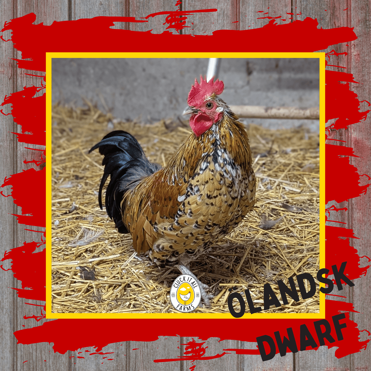 One Dozen Ölandsk Dwarf Chicken Hatching Eggs - Cluck It All Farms