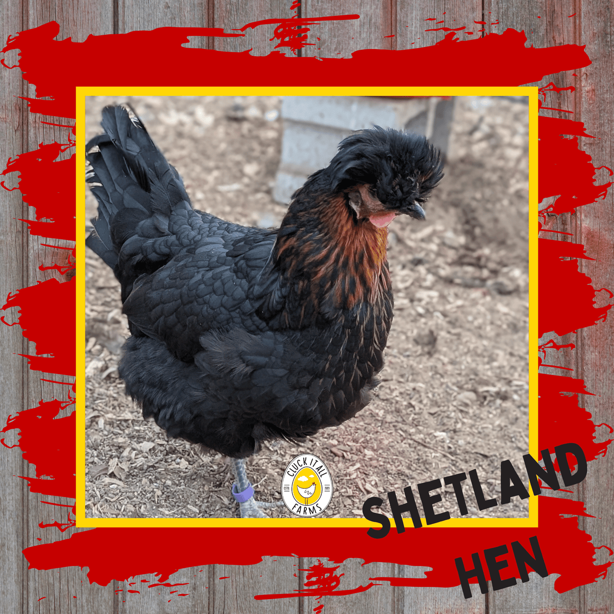 One Dozen Shetland Hen Chicken Hatching Eggs - Cluck It All Farms