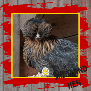 One Dozen Shetland Hen Chicken Hatching Eggs - Cluck It All Farms