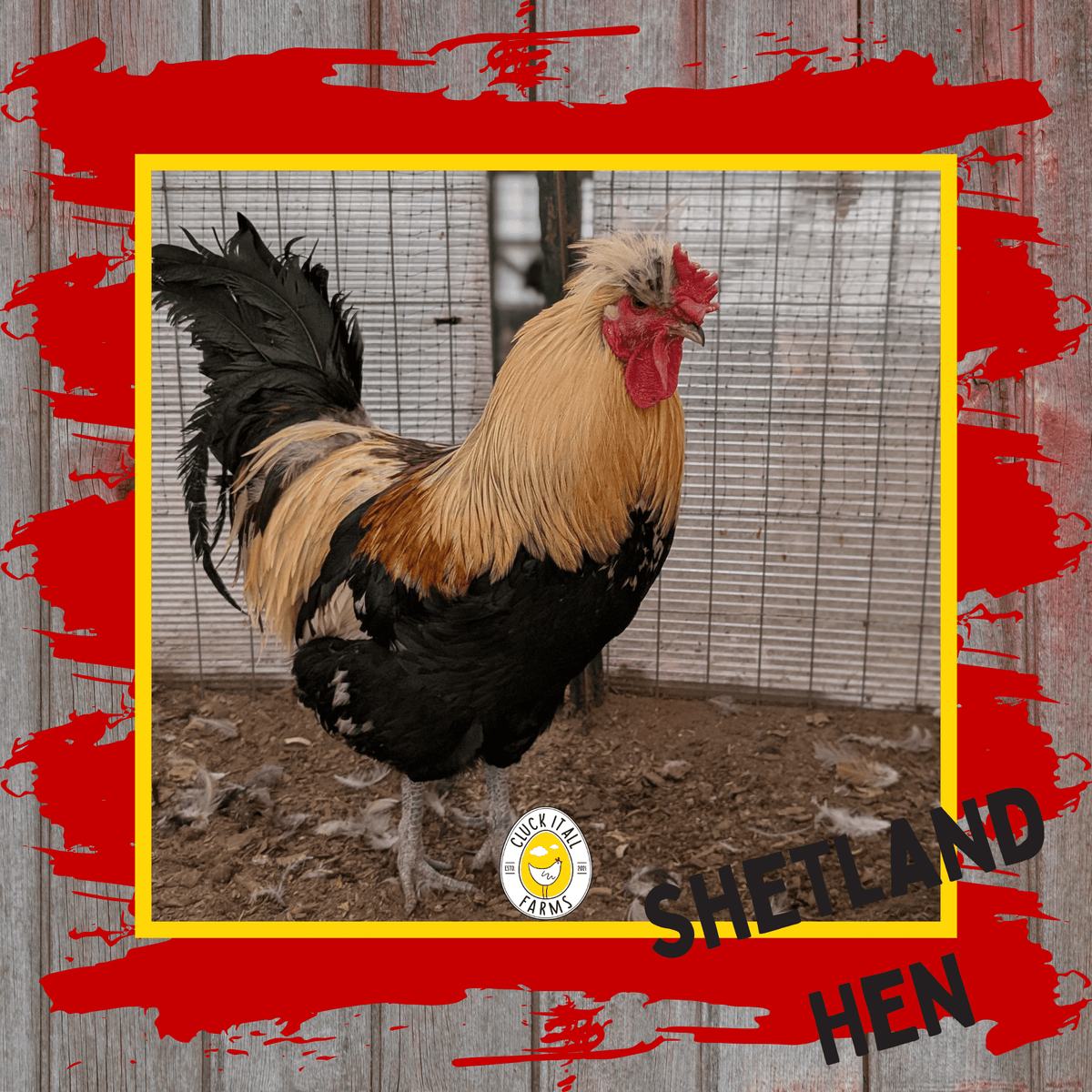 One Dozen Shetland Hen Chicken Hatching Eggs - Cluck It All Farms