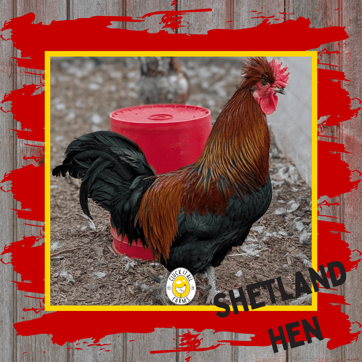 One Dozen Shetland Hen Chicken Hatching Eggs - Cluck It All Farms