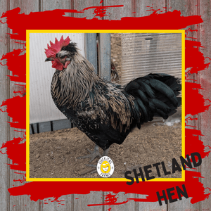 One Dozen Shetland Hen Chicken Hatching Eggs - Cluck It All Farms