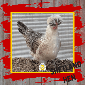 One Dozen Shetland Hen Chicken Hatching Eggs - Cluck It All Farms