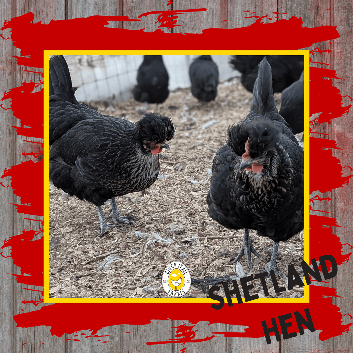 One Dozen Shetland Hen Chicken Hatching Eggs - Cluck It All Farms
