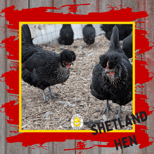 One Dozen Shetland Hen Chicken Hatching Eggs - Cluck It All Farms