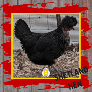 One Dozen Shetland Hen Chicken Hatching Eggs - Cluck It All Farms