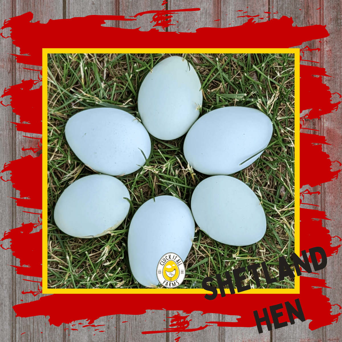 One Dozen Shetland Hen Chicken Hatching Eggs - Cluck It All Farms
