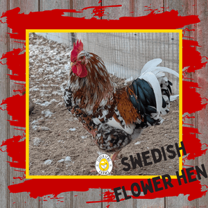 One Dozen Swedish Flower Hen Chicken Hatching Eggs - Cluck It All Farms