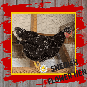 One Dozen Swedish Flower Hen Chicken Hatching Eggs - Cluck It All Farms