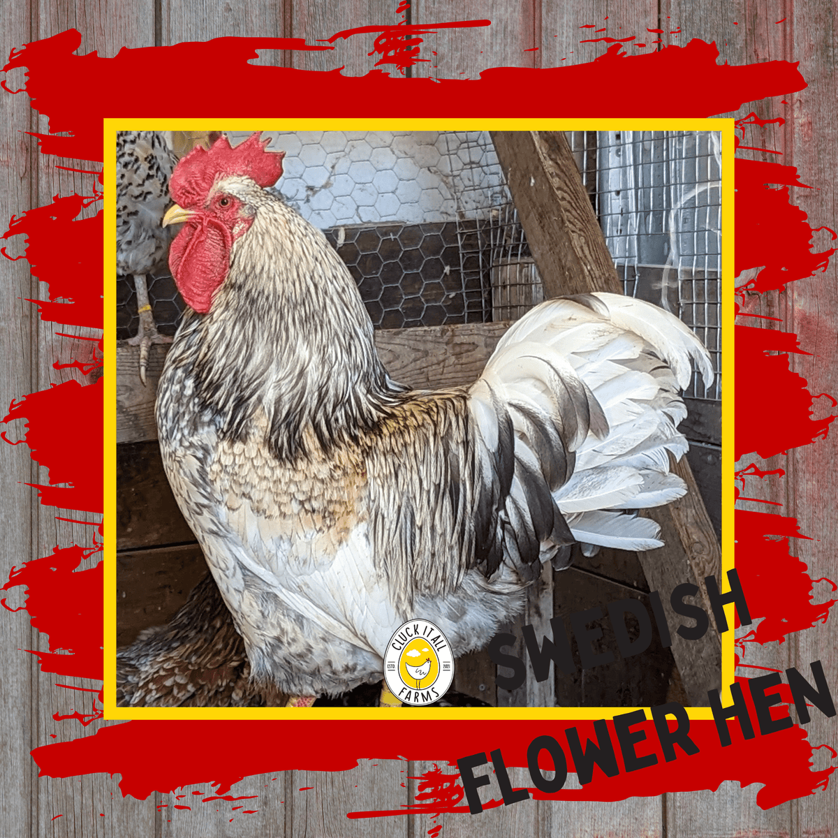 One Dozen Swedish Flower Hen Chicken Hatching Eggs - Cluck It All Farms