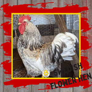 One Dozen Swedish Flower Hen Chicken Hatching Eggs - Cluck It All Farms