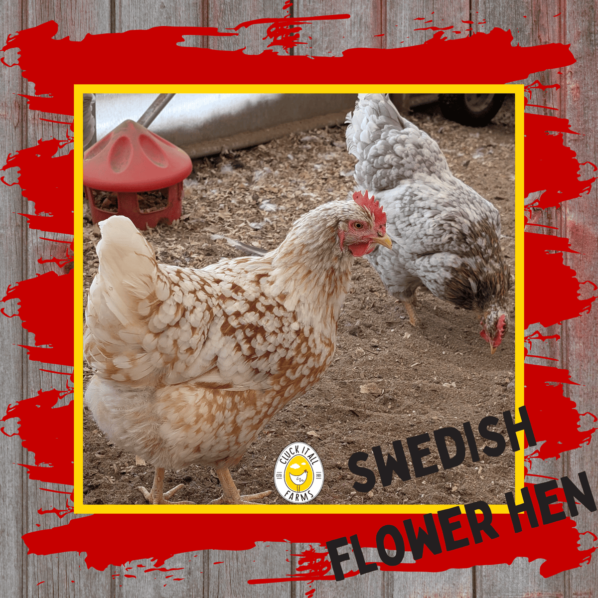 One Dozen Swedish Flower Hen Chicken Hatching Eggs - Cluck It All Farms
