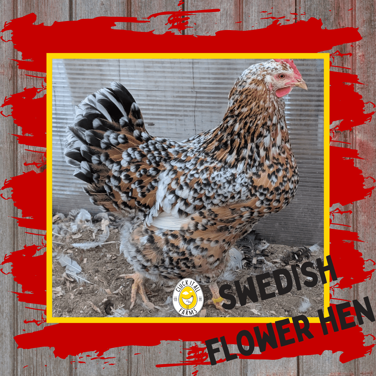 One Dozen Swedish Flower Hen Chicken Hatching Eggs - Cluck It All Farms