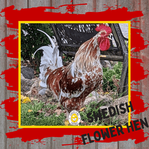 One Dozen Swedish Flower Hen Chicken Hatching Eggs - Cluck It All Farms