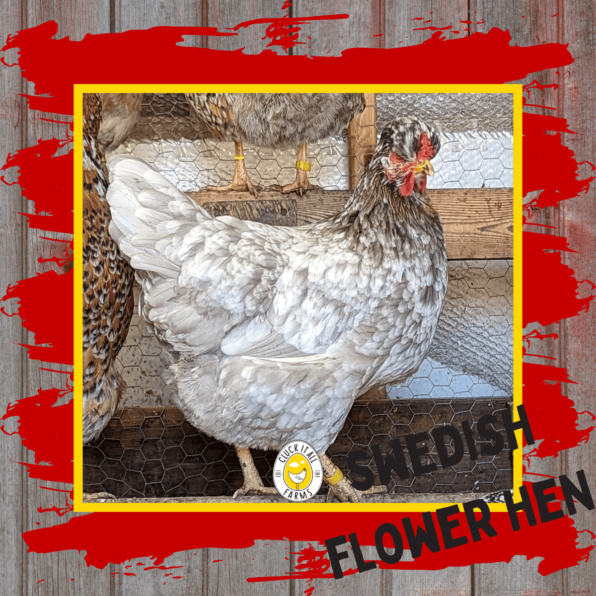 One Dozen Swedish Flower Hen Chicken Hatching Eggs - Cluck It All Farms