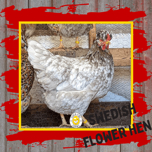 One Dozen Swedish Flower Hen Chicken Hatching Eggs - Cluck It All Farms