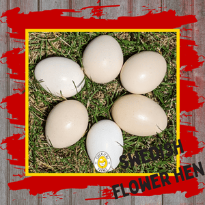 One Dozen Swedish Flower Hen Chicken Hatching Eggs - Cluck It All Farms
