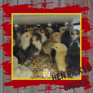 Day Old HEN PICKED Chicks