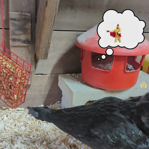 Chicken Treat Square – Mealworm, Peanut & Raisin Enrichment Cake