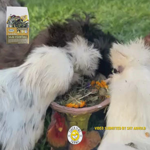 Pasture Plus+ Salad Essentials – 6 oz Herbal Chicken Treat