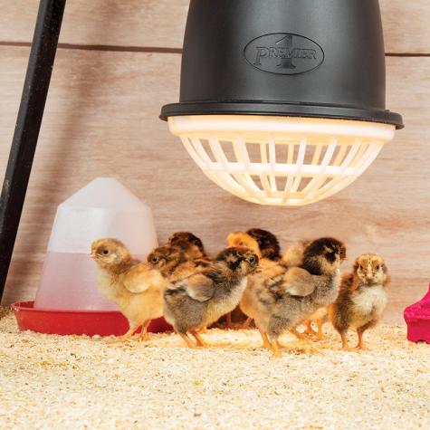 Prima Heat Lamp - Cluck It All Farms