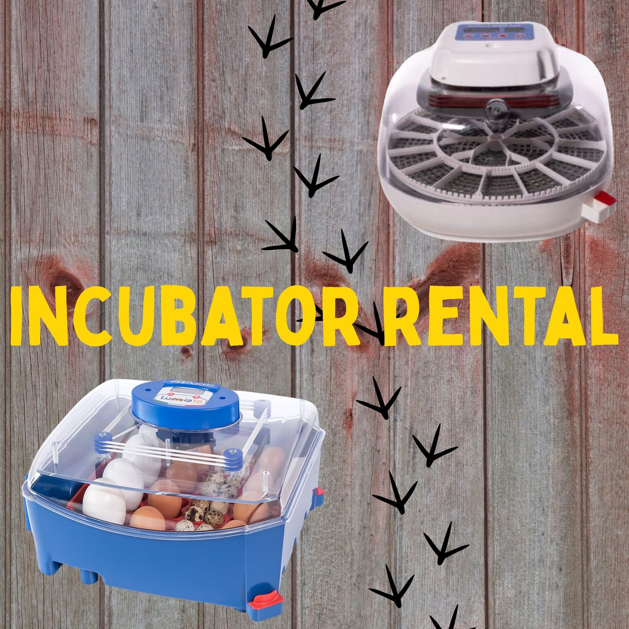 Rent an Incubator – Hatch Rare Breeds at Home! - Cluck It All Farms