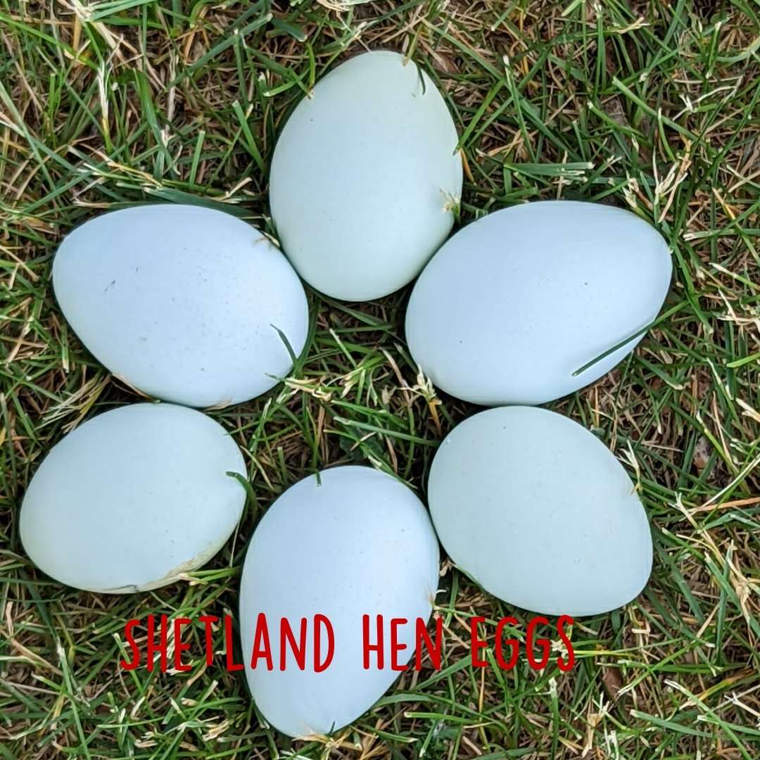 Shetland Hen Chicken Hatching Eggs - Cluck It All Farms