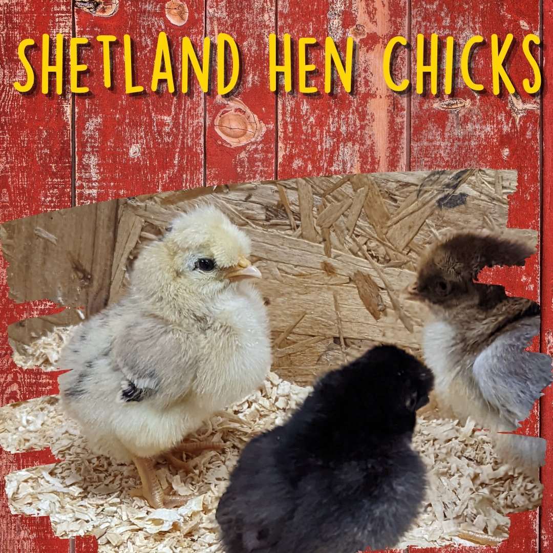 Shetland Hen Chicks - Cluck It All Farms