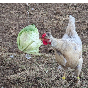 Stainless Steel Fruit & Veggie Skewer - Cluck It All Farms