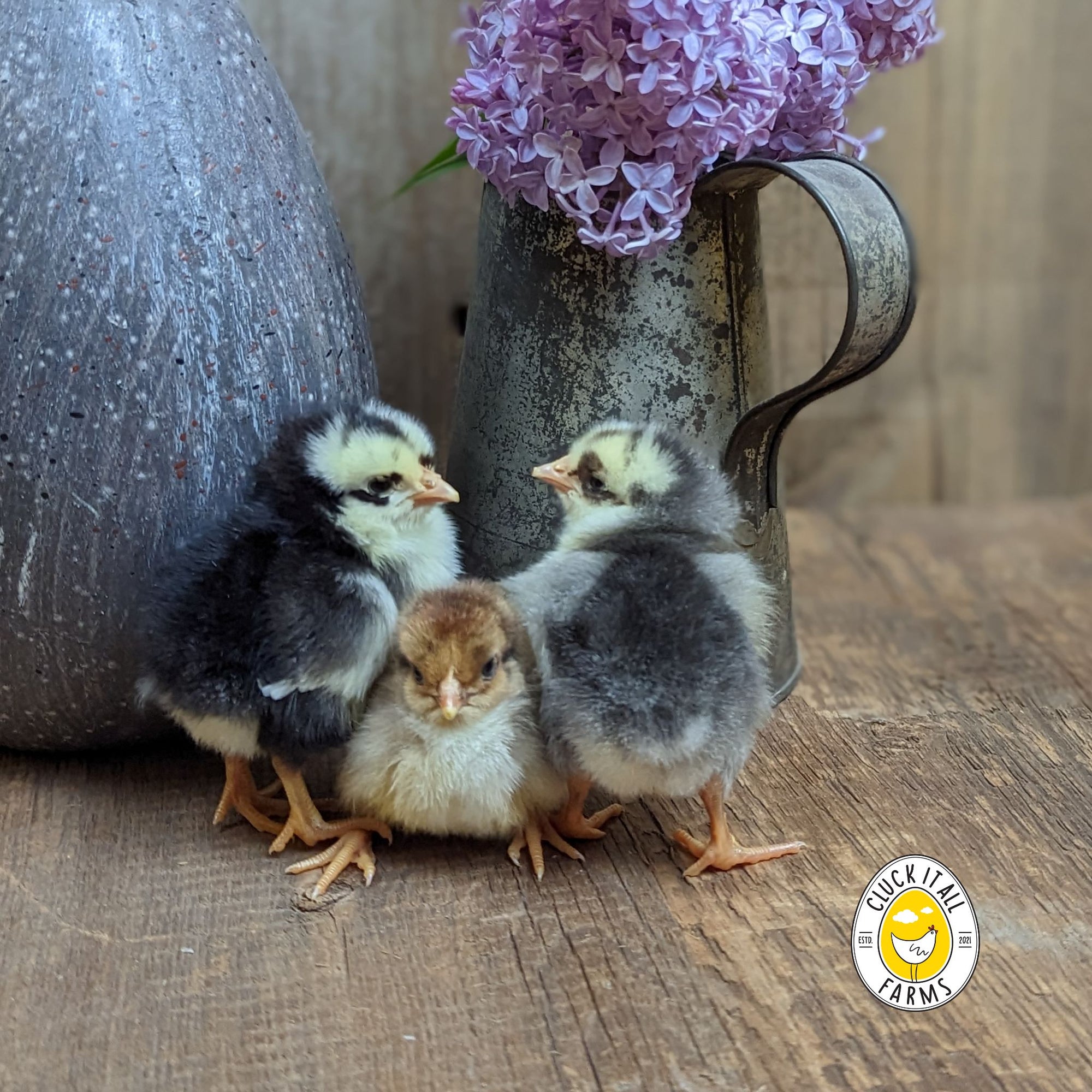 Swedish Flower Hen Chicken Hatching Eggs - Cluck It All Farms