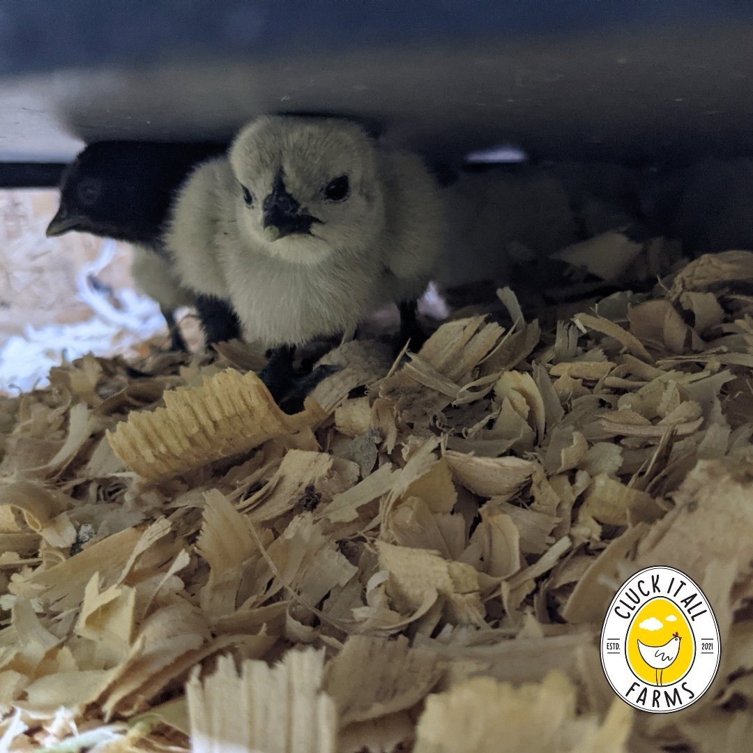 Chick Brooder Heat Plate - Cluck It All Farms