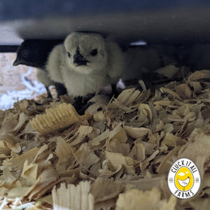 Chick Brooder Heat Plate - Cluck It All Farms