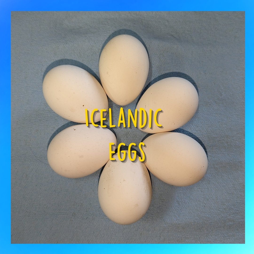 Icelandic Chicken Hatching Eggs - Cluck It All Farms