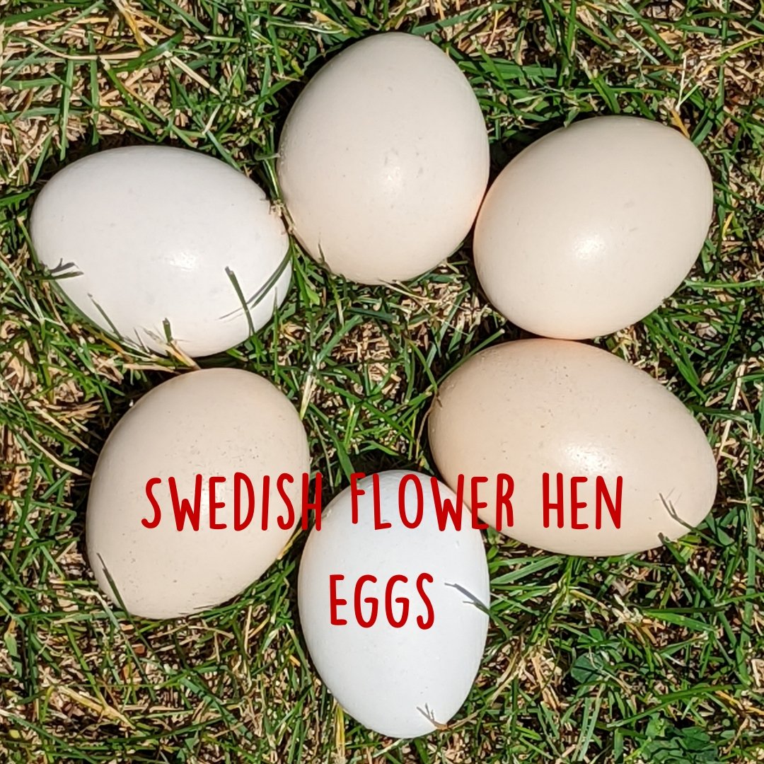 Swedish Flower Hen Chicken Hatching Eggs - Cluck It All Farms