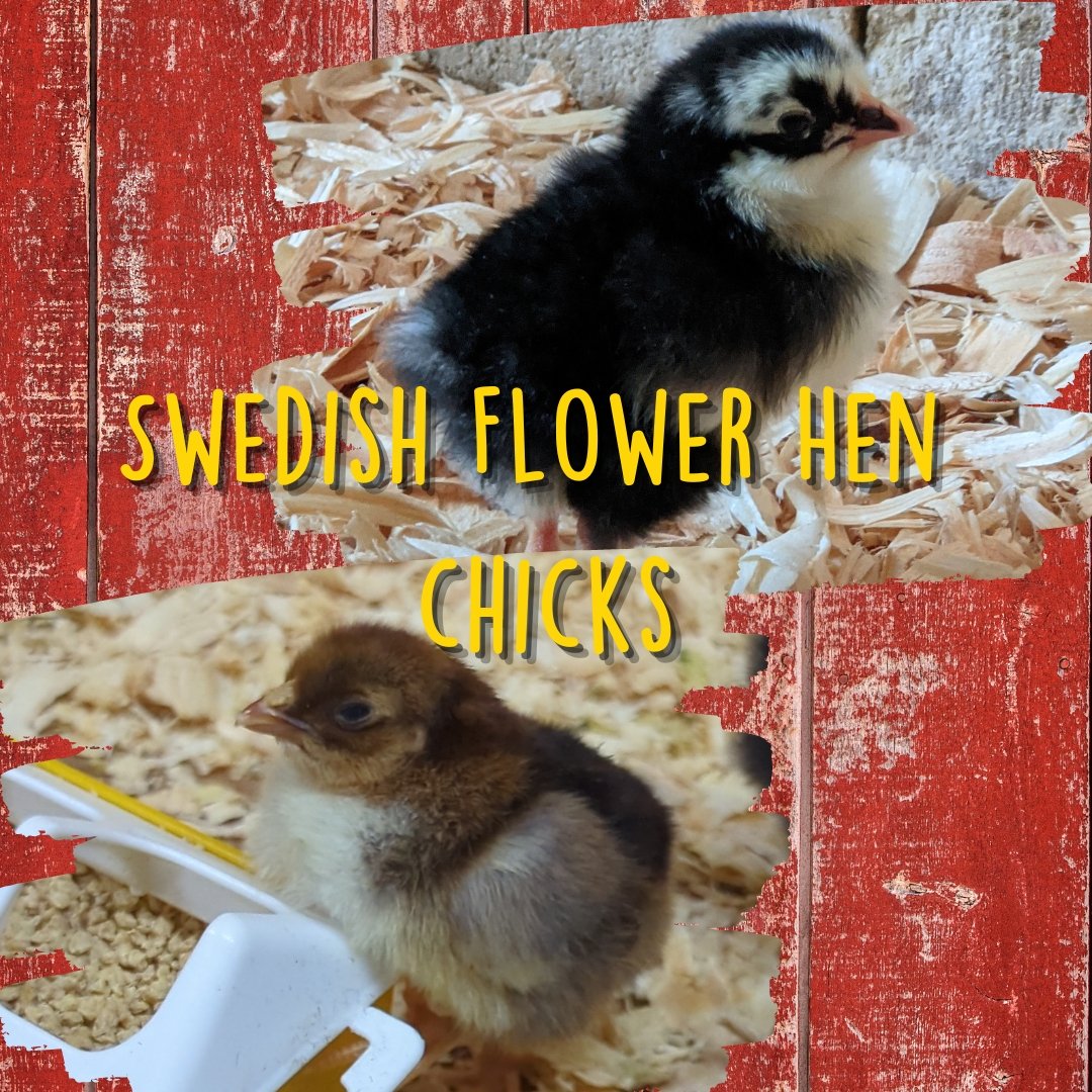 Swedish Flower Hen Chicks - Cluck It All Farms